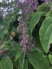 Miconia subcrustulata
