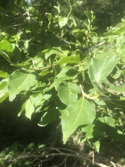Afrocanthium mundianum