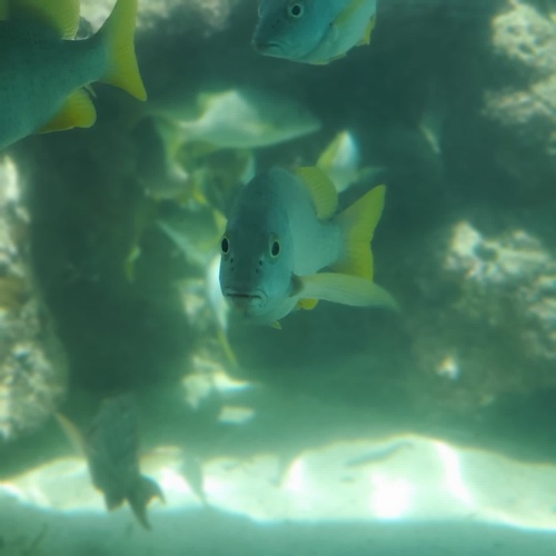 Schoolmaster Snapper