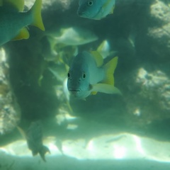 Schoolmaster Snapper