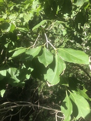Afrocanthium mundianum