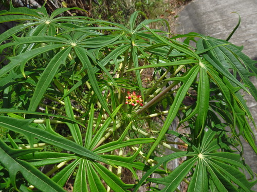 Jatropha multifida