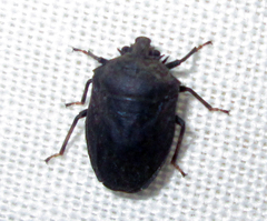 Scotinophara