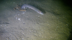 Gnathophis habenatus