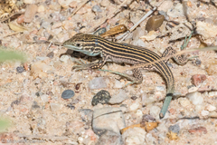 Aspidoscelis neomexicanus