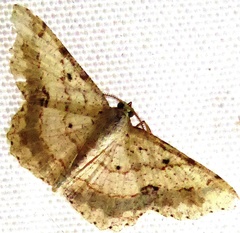 Calletaera subexpressa