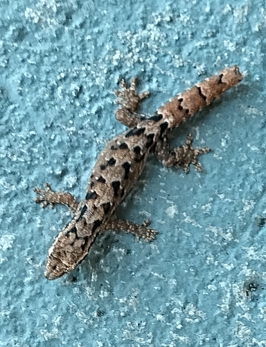 Lepidodactylus lugubris observed 2023-07-06