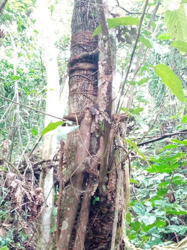Coussapoa villosa, photograph 5