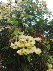 Antigonon flavescens