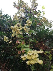 Antigonon flavescens