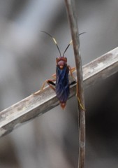 Trogomorpha trogiformis