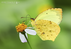 Abaeis salome jamapa