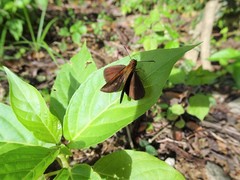 Iambrix salsala salsala