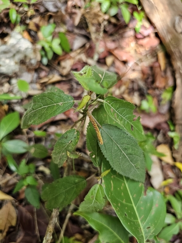 Acalypha berteroana