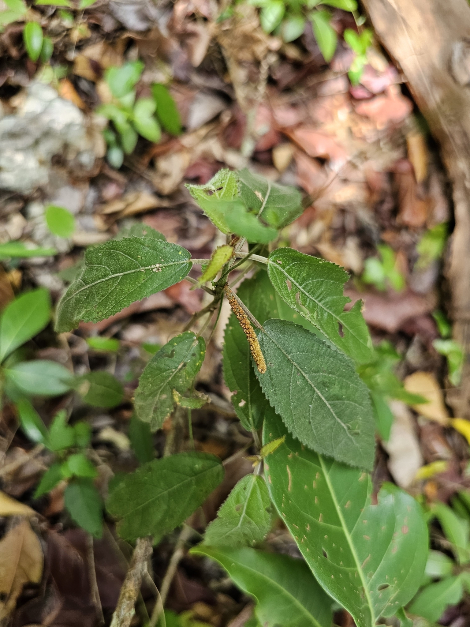Acalypha berteroana Müll.Arg.