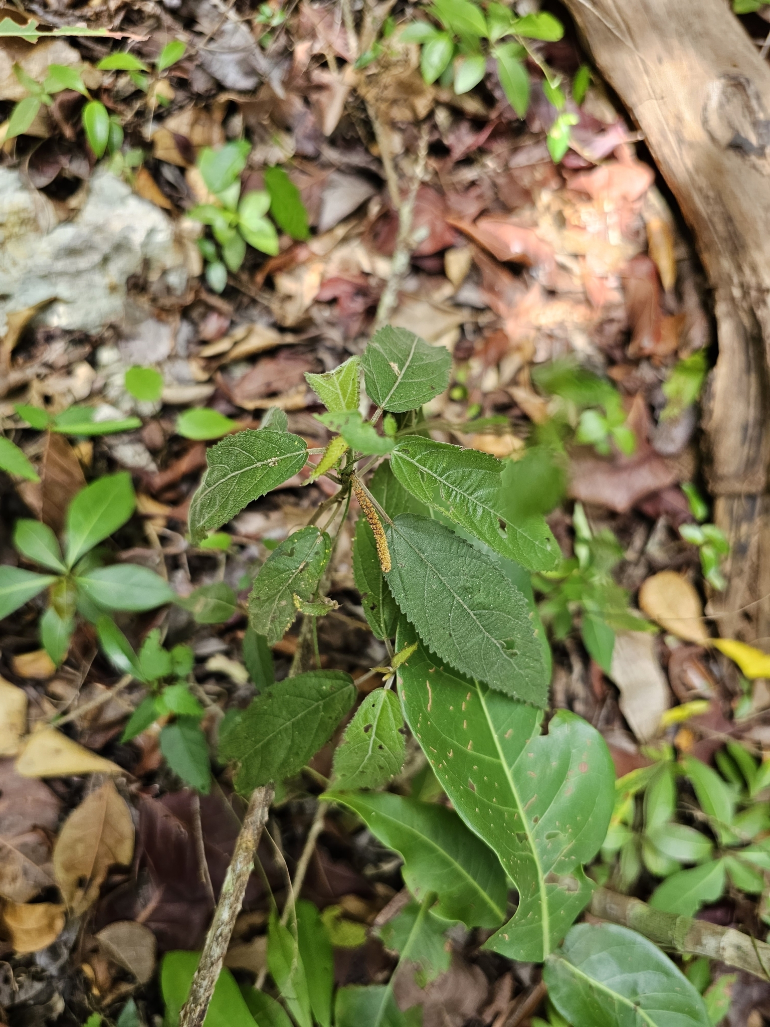 Acalypha berteroana Müll.Arg. 2
