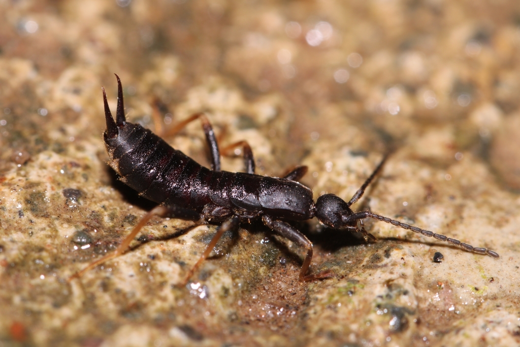 Ctenisolabis