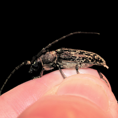 Elaphidion linsleyi