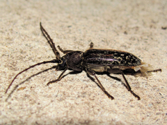 Elaphidion linsleyi
