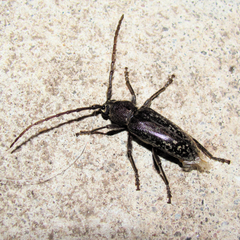 Elaphidion linsleyi
