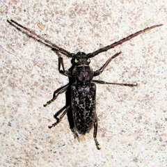 Elaphidion linsleyi