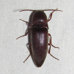 Diplostethus texanus
