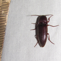 Diplostethus texanus