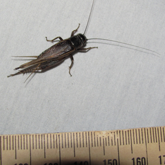 Gryllus texensis