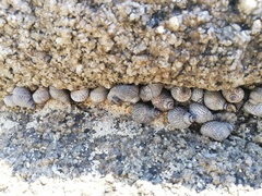Nerita scabricosta