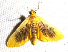 Miltochrista xanthopera