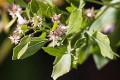 Baccharis halimifolia image