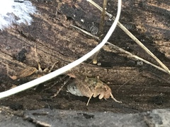 Pristoceuthophilus pacificus