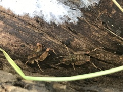 Pristoceuthophilus pacificus