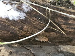 Pristoceuthophilus pacificus