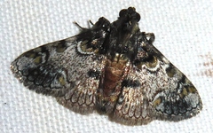 Coenodomus rotundinidus