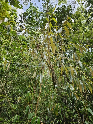 Image of Miconia elaeagnoides by (c) ritirene, some rights reserved (CC BY)