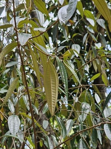 Image of Miconia elaeagnoides by (c) ritirene, some rights reserved (CC BY)