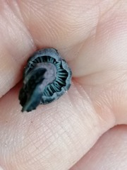 Gerronema waikanaense