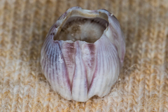 Amphibalanus venustus