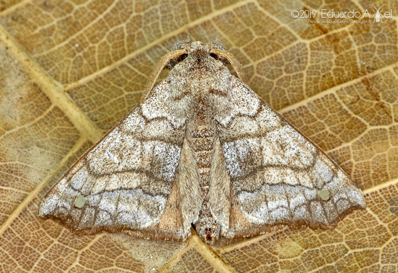 Olceclostera azteca