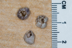 Amphibalanus venustus