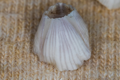 Amphibalanus venustus