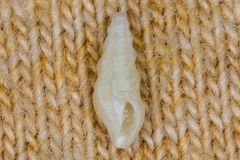 Conoidea