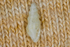 Conoidea