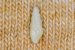 Conoidea
