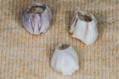 Amphibalanus venustus