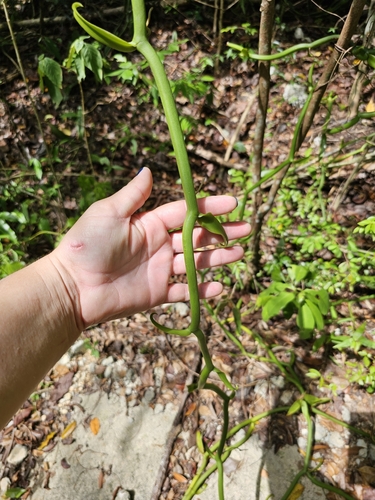 Image of Vanilla poitaei by (c) ritirene, some rights reserved (CC BY)
