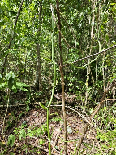 Image of Vanilla poitaei by (c) ritirene, some rights reserved (CC BY)