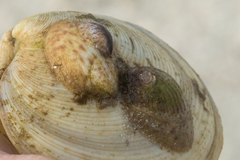 Crepidula fornicata image