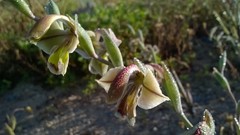 Gladiolus orchidiflorus